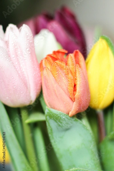 Fototapeta A bunch flowers of fresh multicolor tulips. Beautiful tulips in a bud with water drops. Selective focus