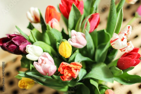 Fototapeta A bunch flowers of fresh multicolor tulips. Beautiful tulips in a bud with water drops. Selective focus