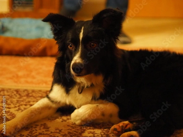 Obraz Border collie