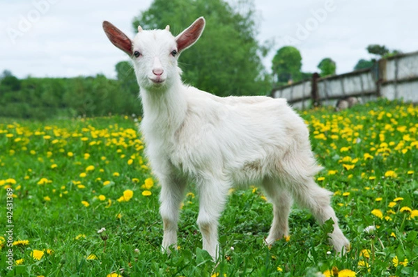 Obraz little white goat