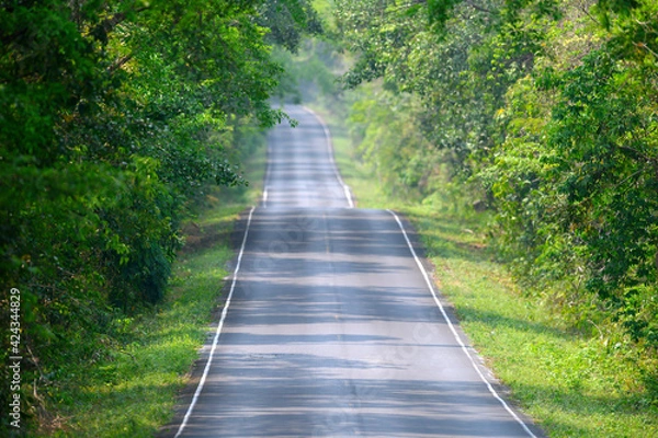 Fototapeta Beautiful roads with trees on both sides