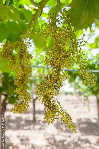 Obraz Downy mildew disease