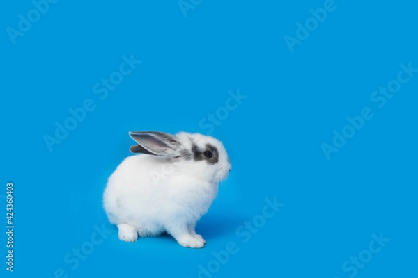 Fototapeta white rabbit on blue background