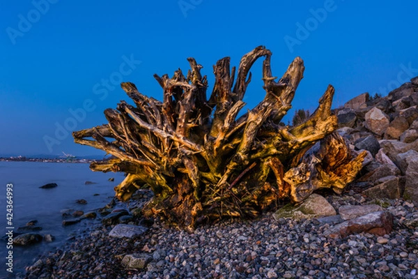Fototapeta tree roots