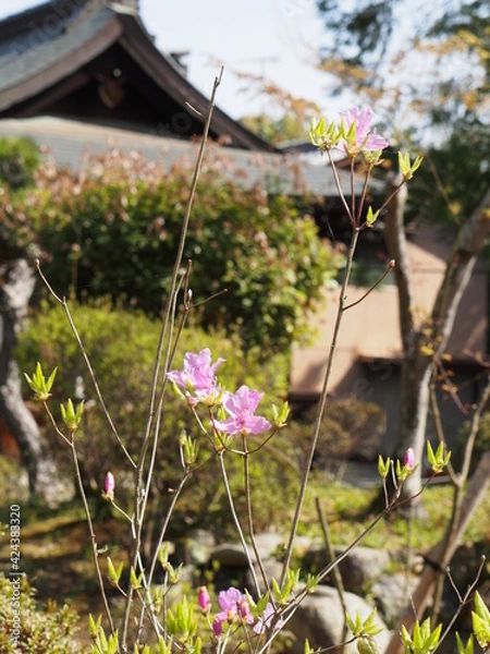 Fototapeta 花と社務所