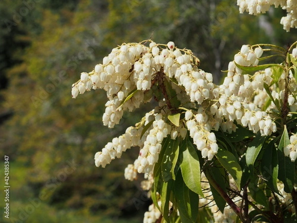 Fototapeta 馬酔木