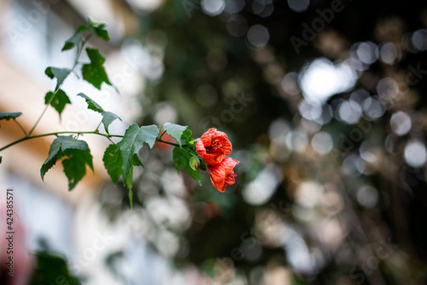 Fototapeta Spring red flower