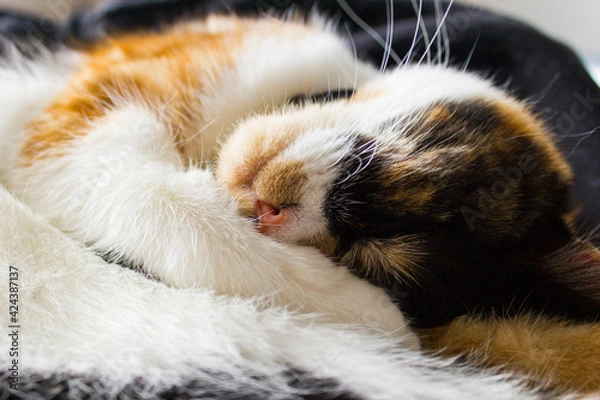 Fototapeta Słodki Śpiący Kotek