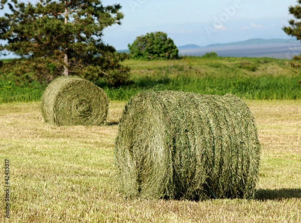 Obraz Two Hay Rolls in field