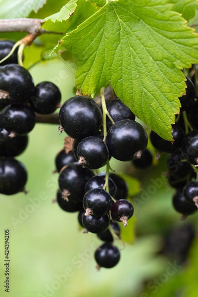 Fototapeta Branch of black currant with ripe bunches of berries and leaves on blurred natural green background. Treat in garden. Harvesting on farm or in garden. Poster with berries.