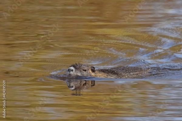 Fototapeta Biber/Nutria an einem Fluss im Frühling