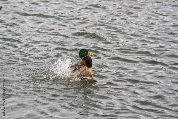 Fototapeta Ducks in a large pond
