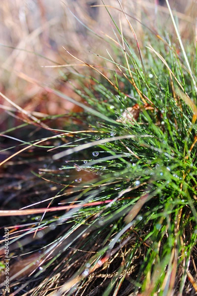 Obraz close up on wet grass 