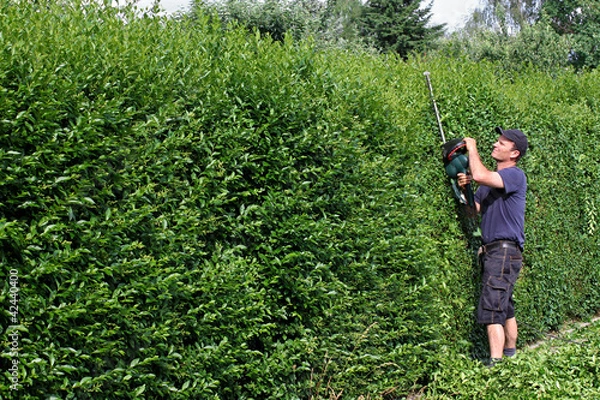 Obraz Schneiden von Ligusterhecke