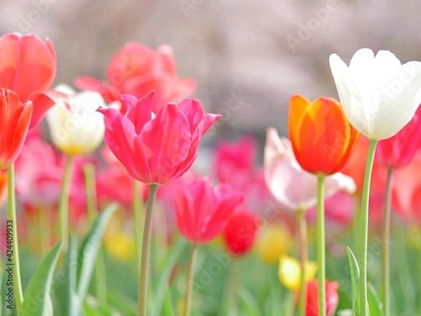 Fototapeta チューリップ4