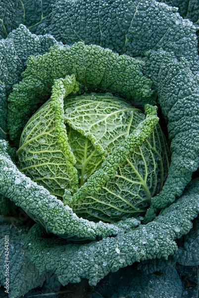 Obraz absolutna świeżość