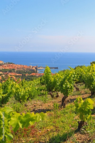 Obraz Vigne de Collioure