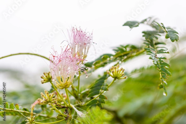 Obraz ネムノキ,花