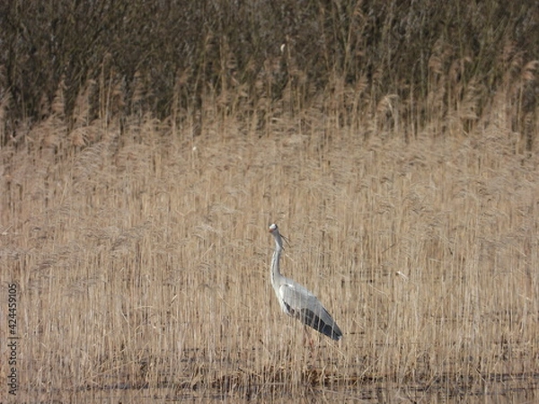 Obraz Grey heron
