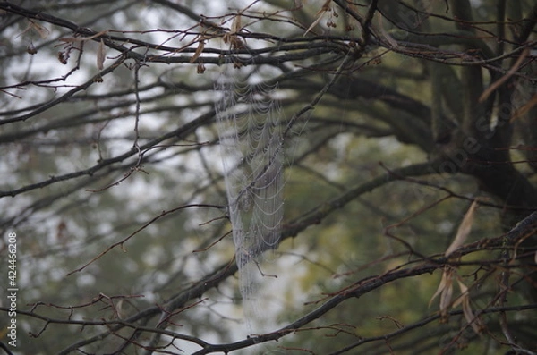 Obraz Trappola di seta.