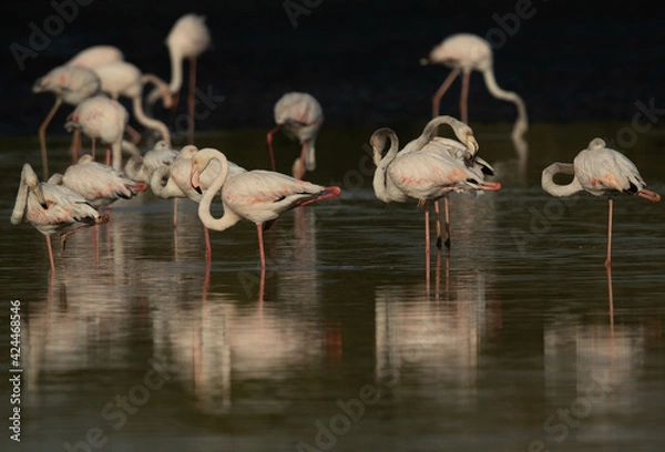 Fototapeta Greater Flamingos in the morning at Tubli bay, Bahrain