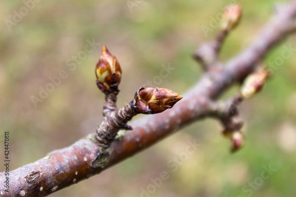 Fototapeta Awakening of the bud in the spring. The flower bud opens.
