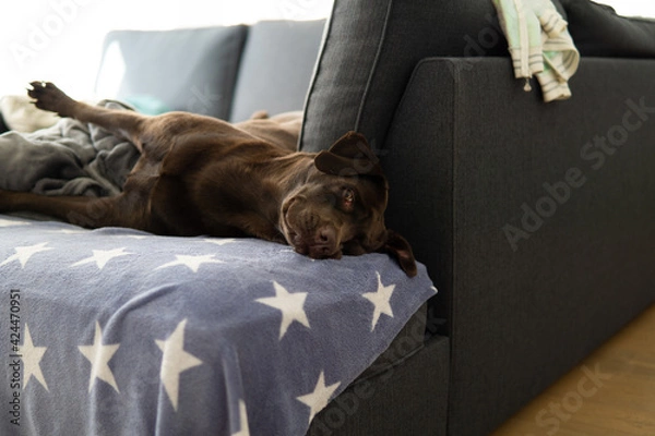 Obraz dog sleeping on sofa