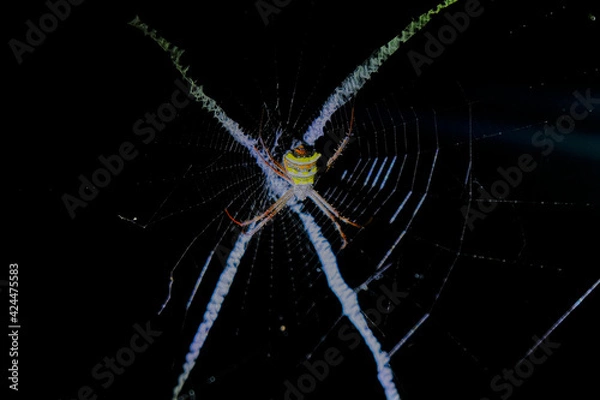 Obraz Spider