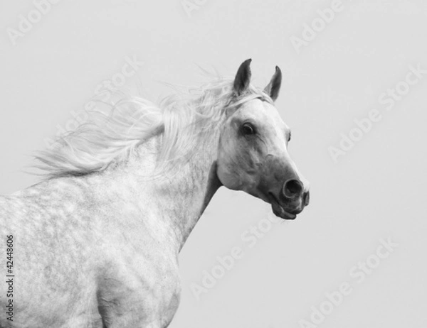 Obraz white arabian stallion