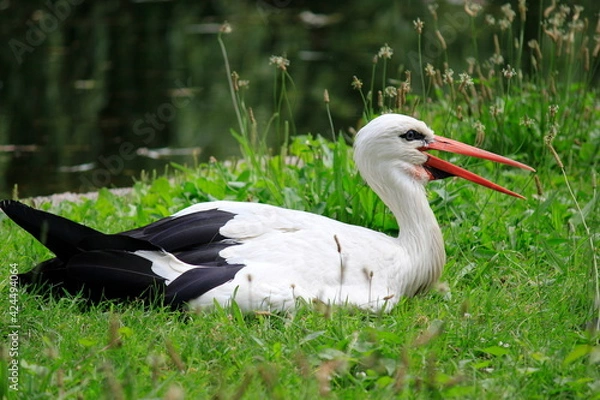 Fototapeta Bocian w siedzący w trawie