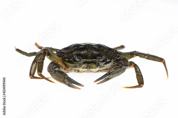 Obraz Crab