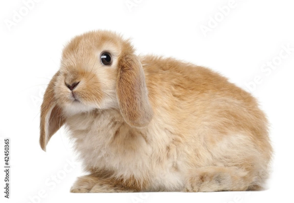 Obraz Rabbit against white background