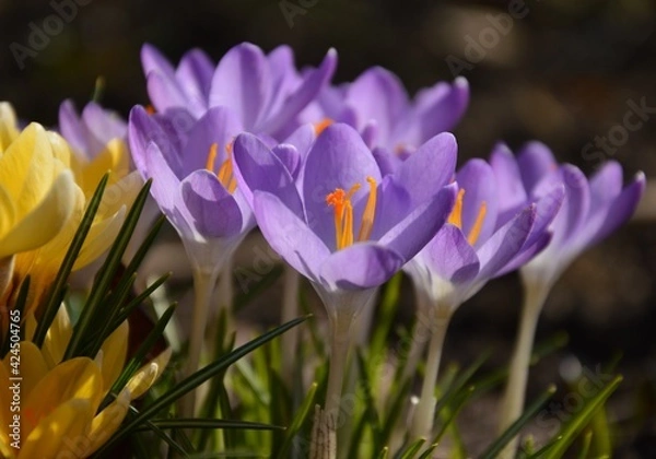 Obraz spring crocus flower