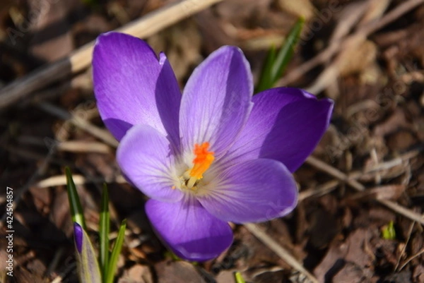 Obraz spring crocus flower