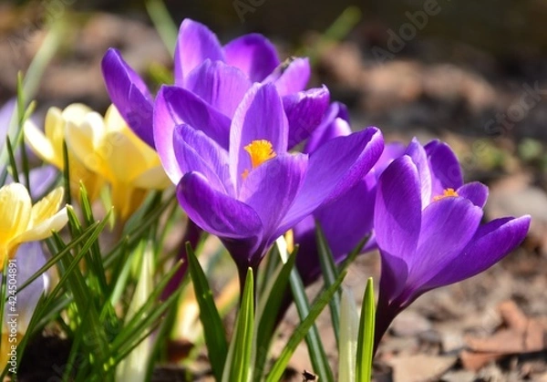 Obraz spring crocus flower