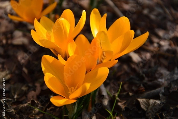 Obraz spring crocus flower