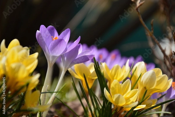 Obraz spring crocus flower