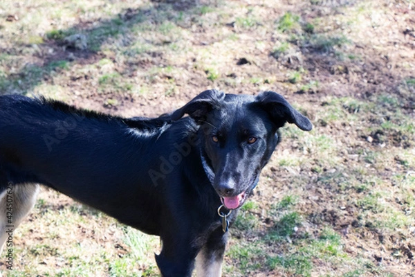 Obraz Dogs in Backyard