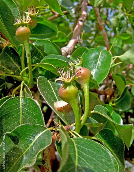 Obraz new pears on tree