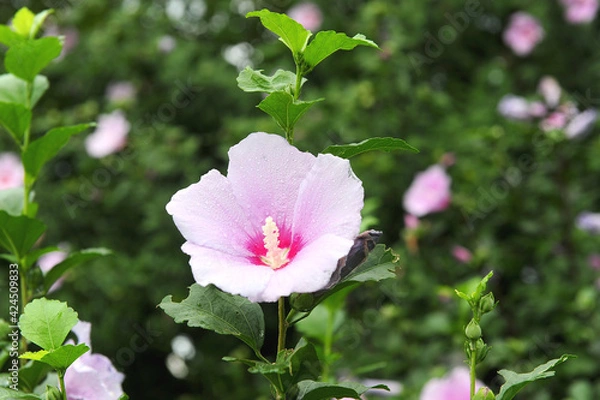 Obraz 무궁화는 한국의 국화