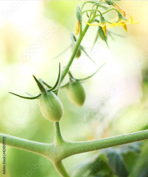 Obraz growing tomatoes close up, selective focus