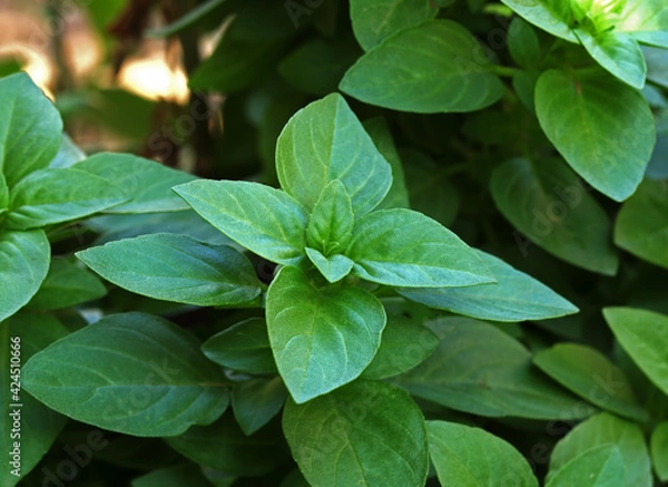 Fototapeta Fresh basil close -up