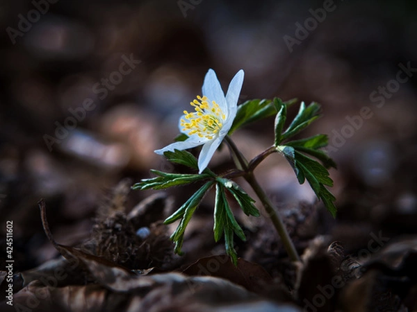 Obraz Buschwindröschen im Dickicht