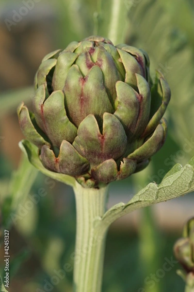 Obraz artichoke