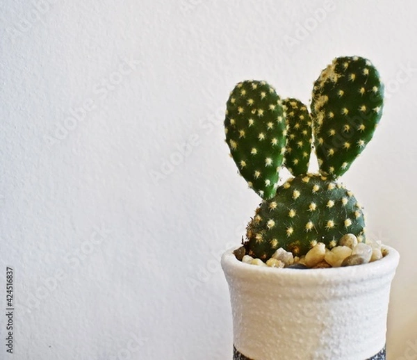 Fototapeta CactusSmall