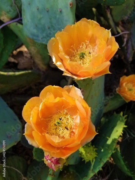 Fototapeta Cactus Blossoms
