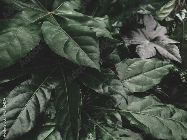 Fototapeta Fond texture végétal - grandes feuilles vertes d'une plante tropicale - vue du dessus - ambiance de couleurs mates