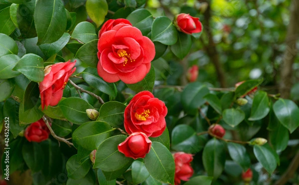 Fototapeta Japanese Camellia (Camellia japonica) in sunny spring day in Arboretum Park Southern Cultures in Sirius (Adler). Red rose-like blooms camellia flower and buds with evergreen glossy leaves on shrub.