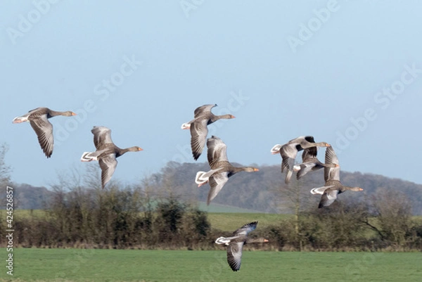 Fototapeta A flight of Greylag Geese over the Wildfowl and Wetlands Trust Reserve on the banks of the River Severn