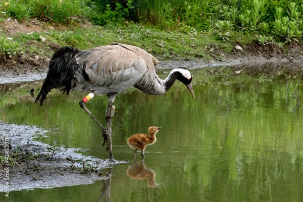 Fototapeta Common Cranes reintroduced on the banks of the River Severn at the Wildfowl and Wetlands Trust Reserve at Slimbridge